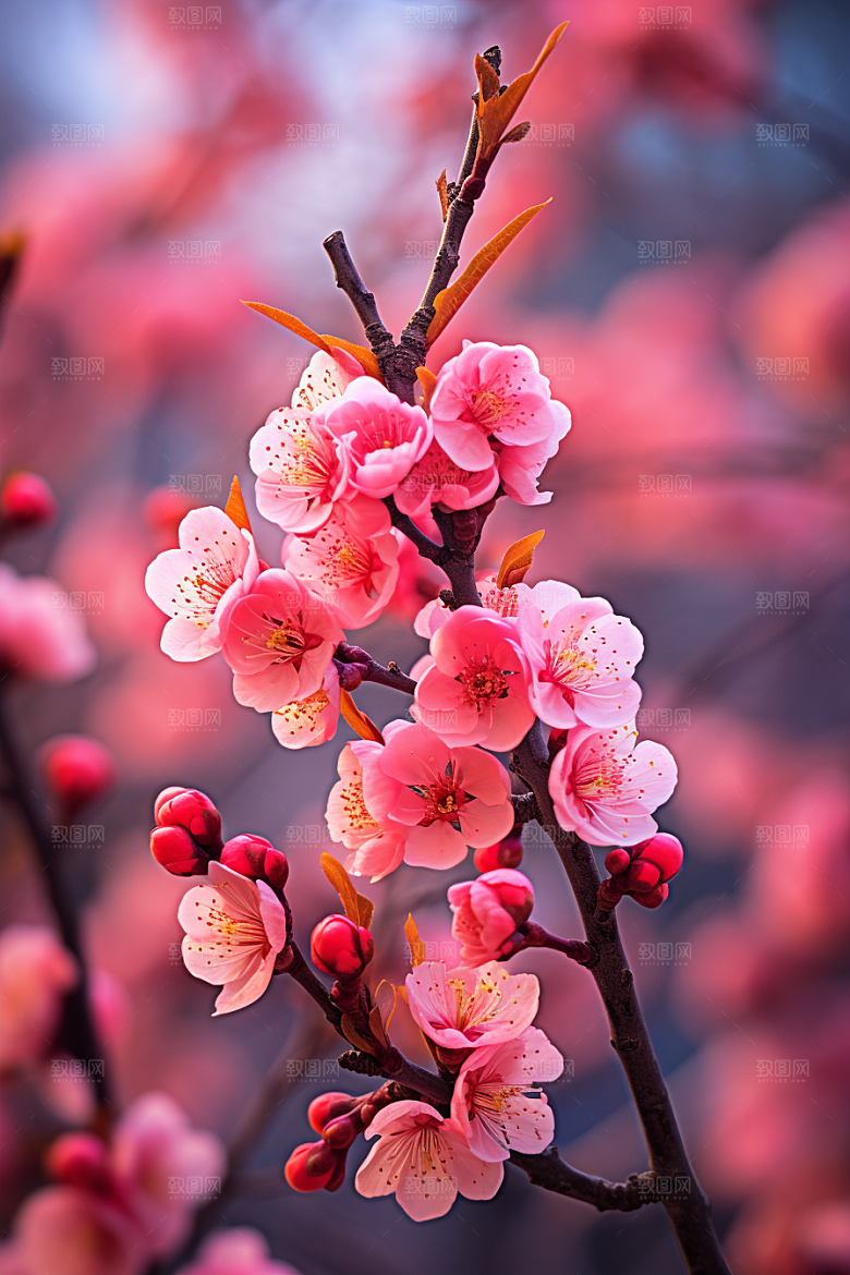 春季桃花桃园风景摄影图