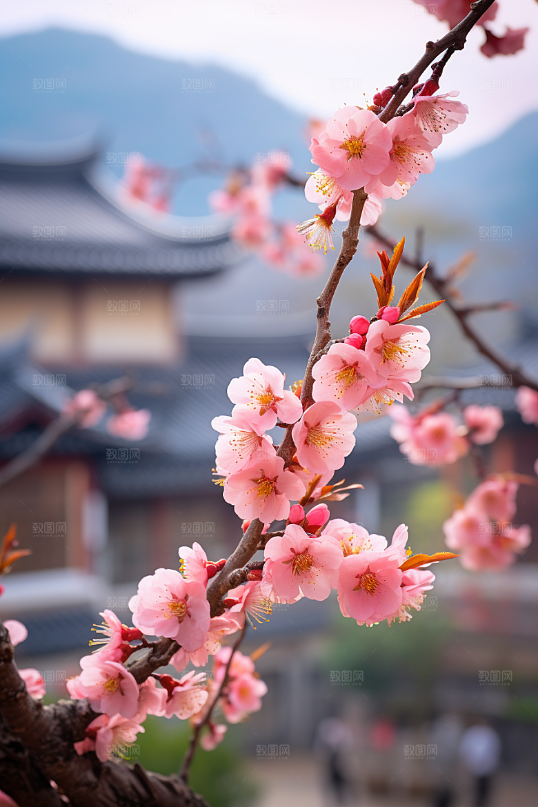 春季桃花花卉山花烂漫摄影图