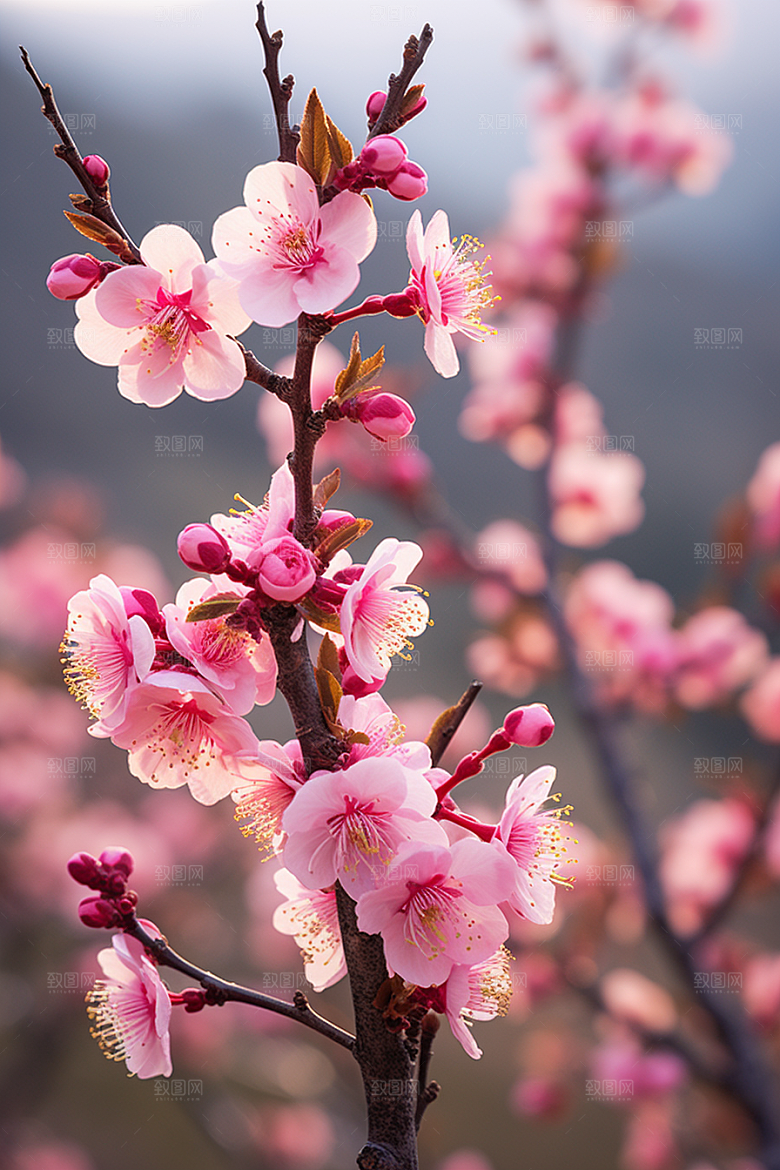 春季桃花桃园桃花林摄影图