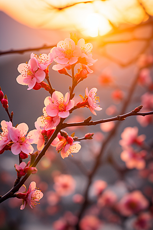 春季桃花风景花卉摄影图