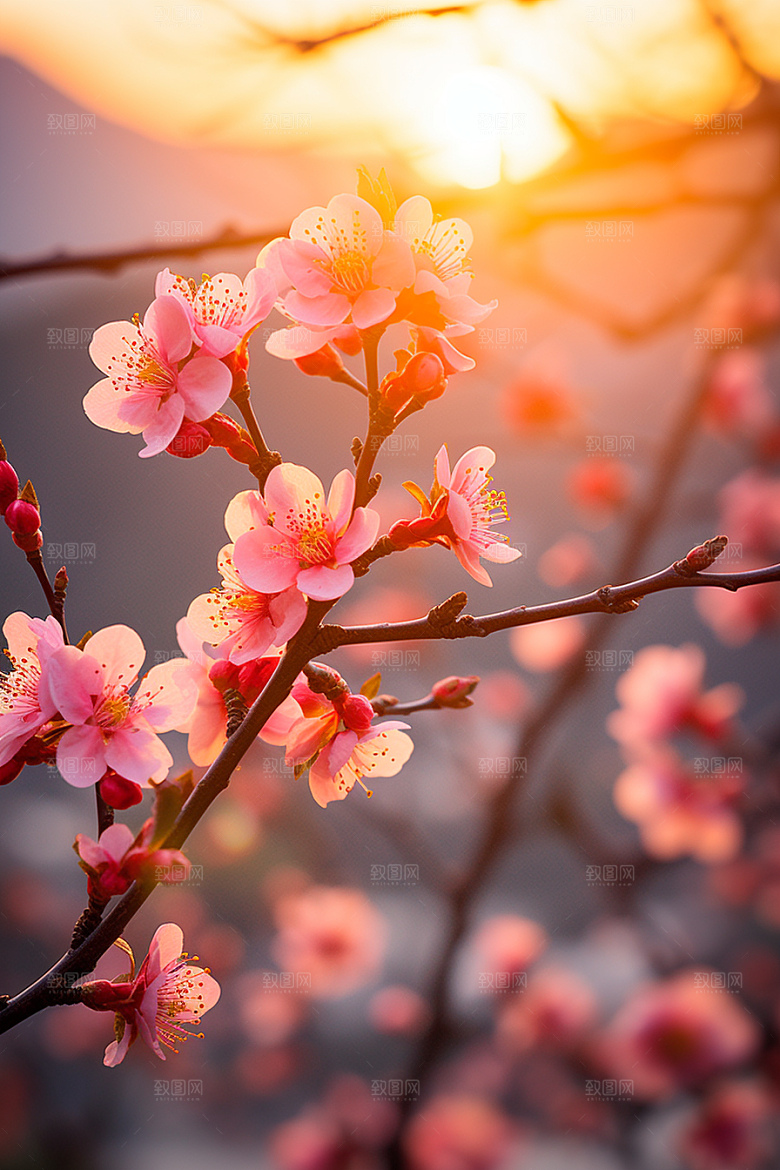 春季桃花风景花卉摄影图