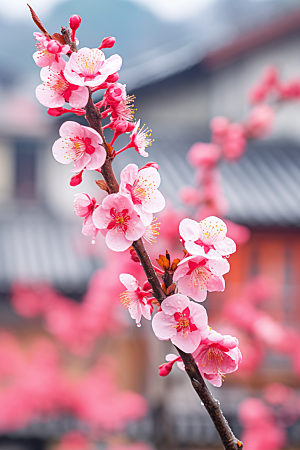 春季桃花桃园美丽摄影图