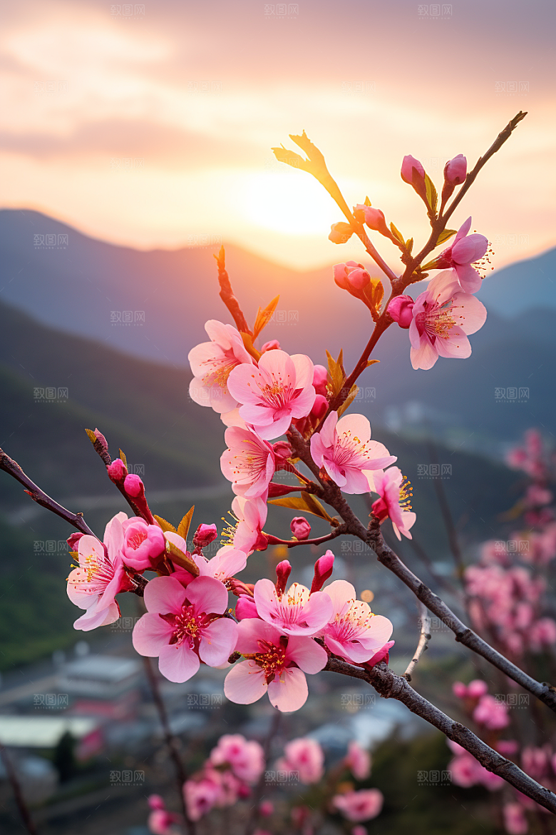 春季桃花高清山花烂漫摄影图