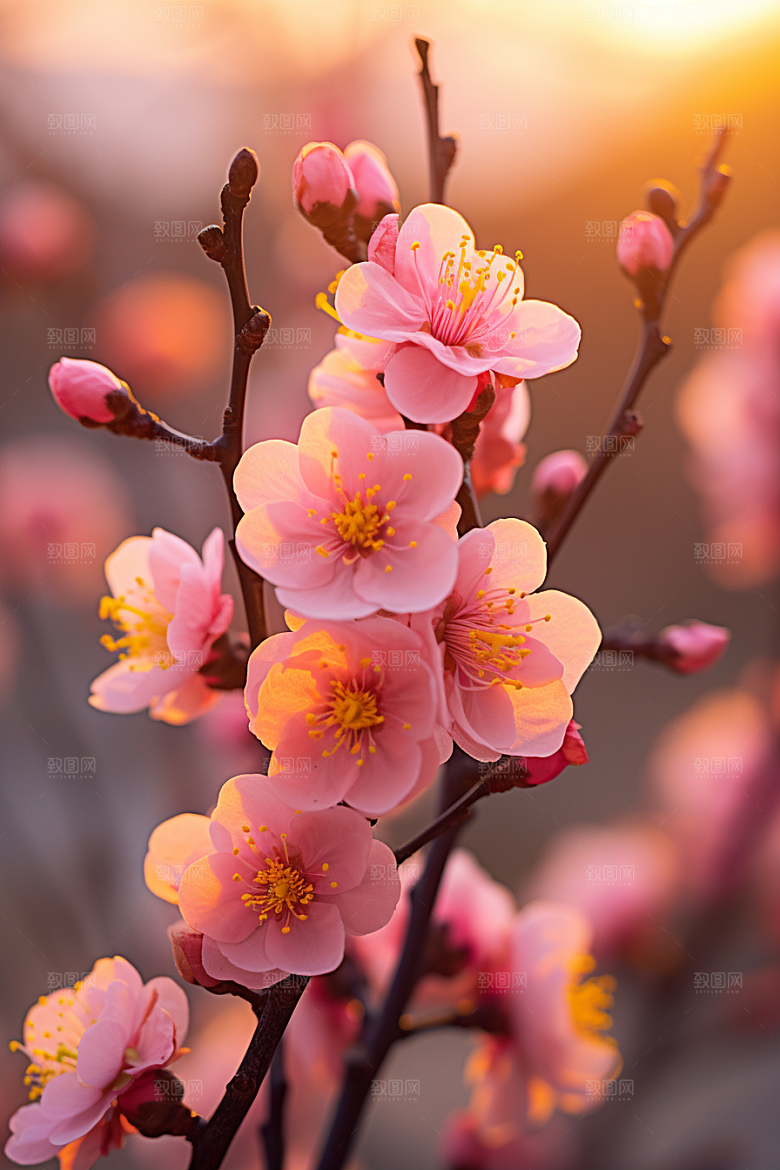 春季桃花桃园花卉摄影图