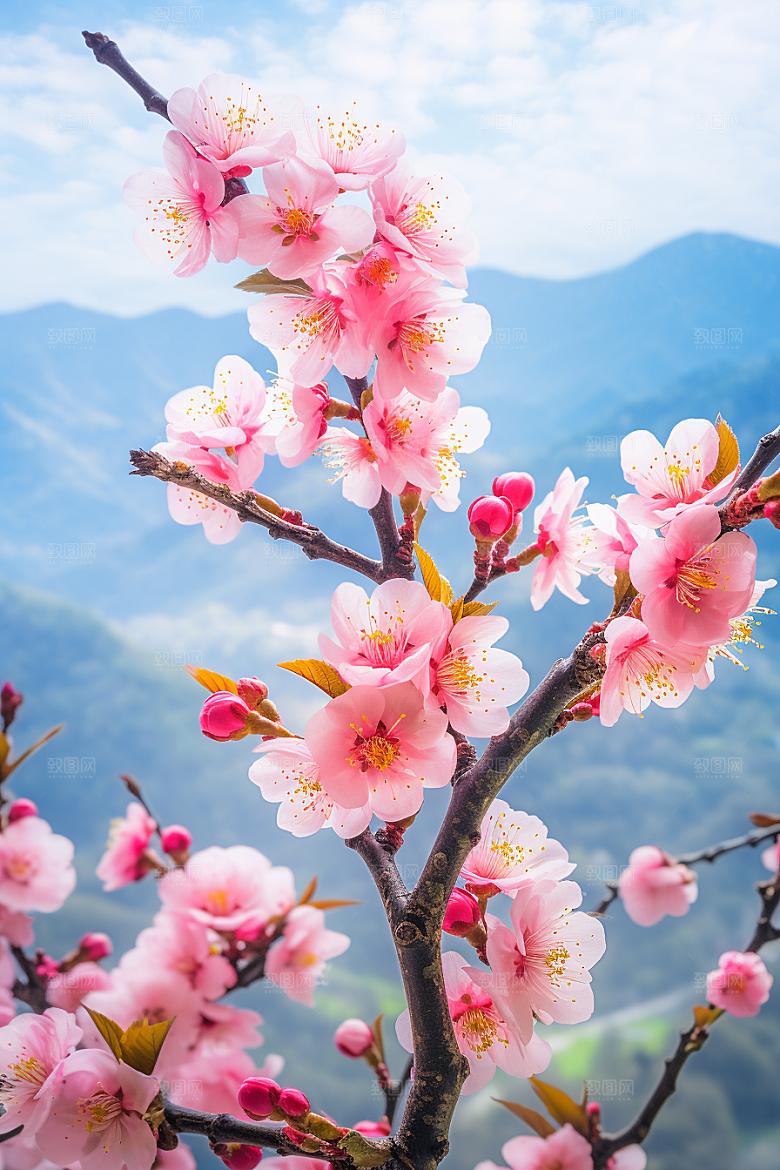 春季桃花春天花卉摄影图