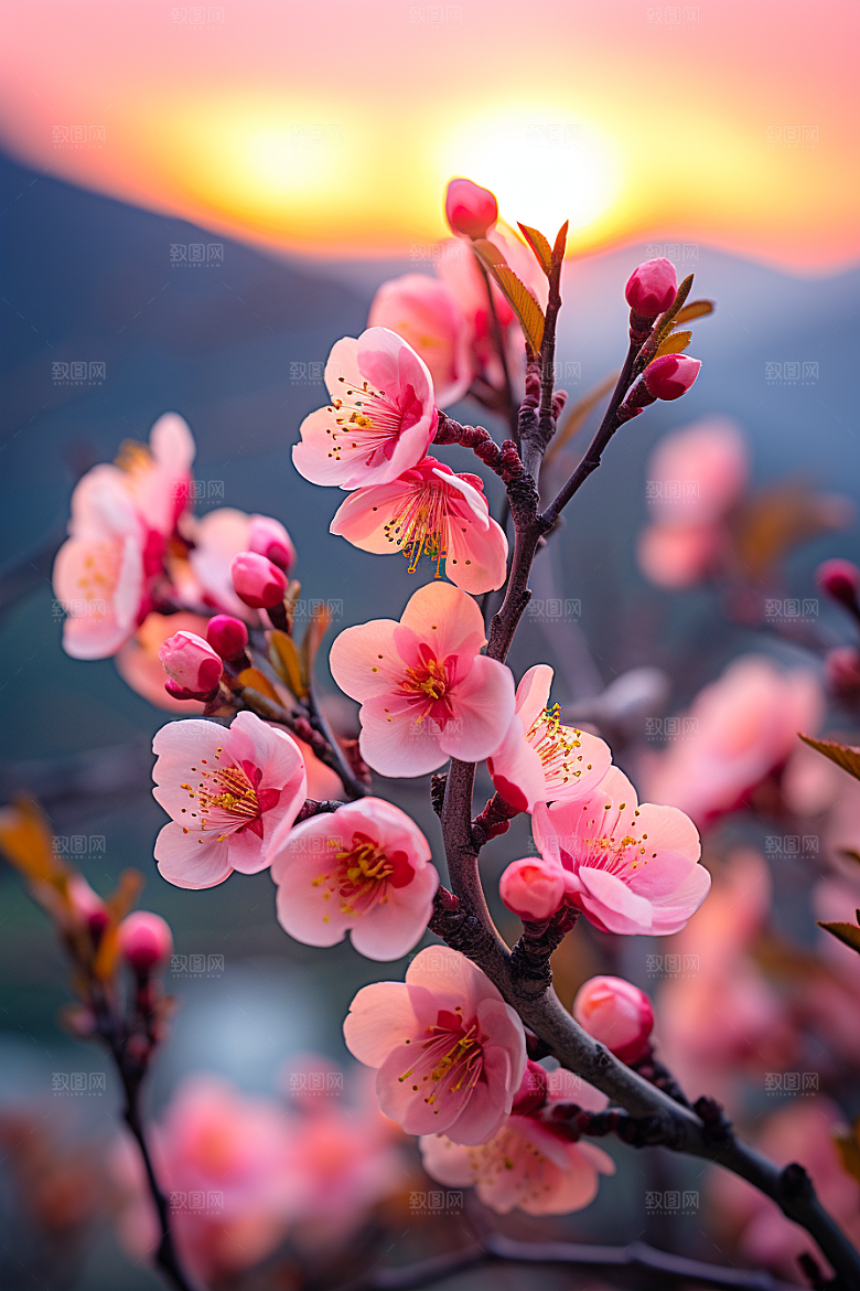 春季桃花桃园桃花林摄影图