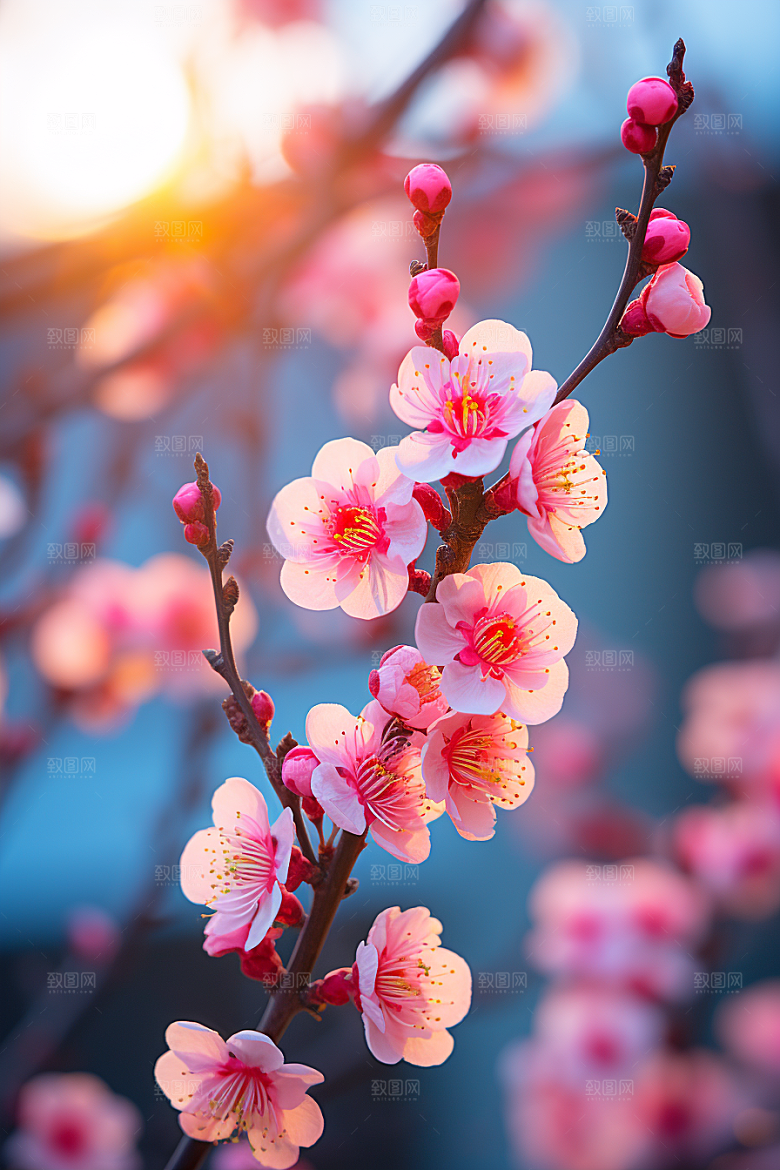 春季桃花桃花林花卉摄影图