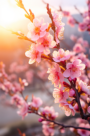 春季桃花美丽风景摄影图