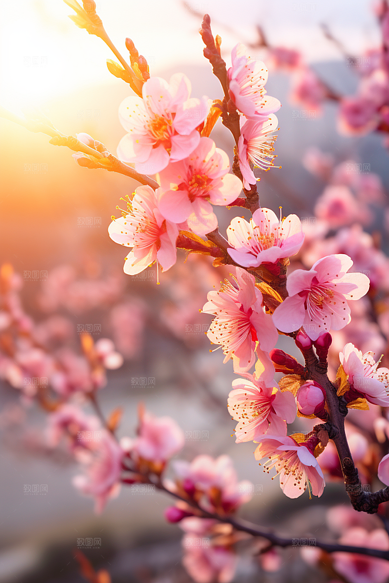 春季桃花美丽风景摄影图