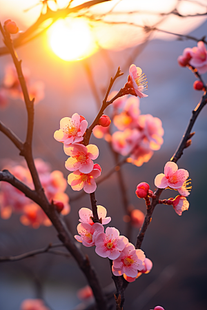 春季桃花桃园高清摄影图