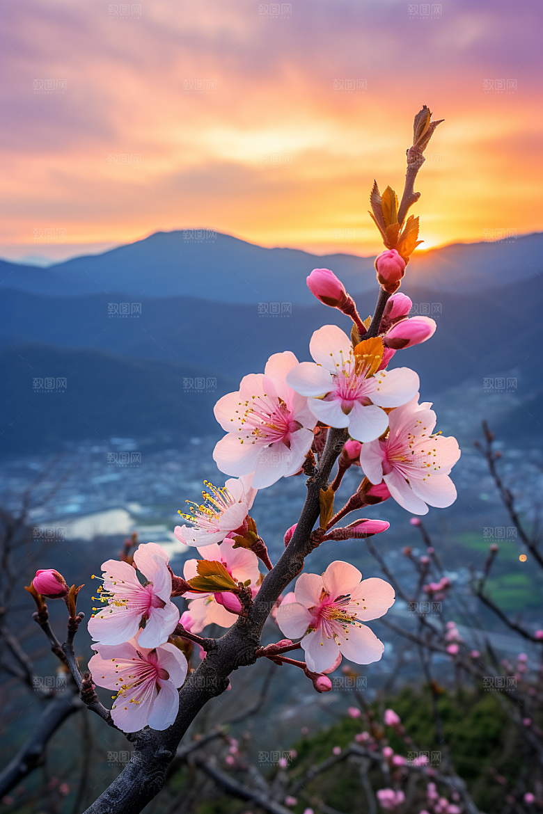 春季桃花山花烂漫花朵摄影图