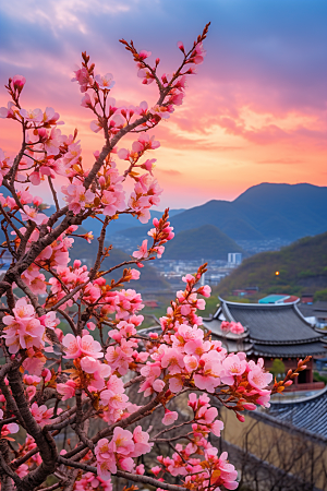 春季桃花花朵风光摄影图