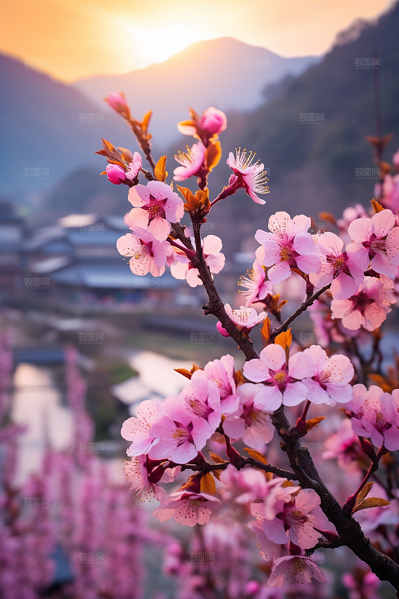 春季桃花桃花林山花烂漫摄影图