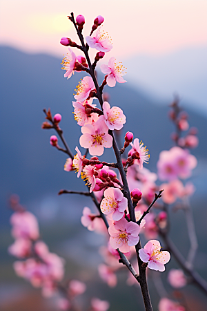 春季桃花美丽高清摄影图