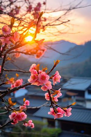 春季桃花风光风景摄影图