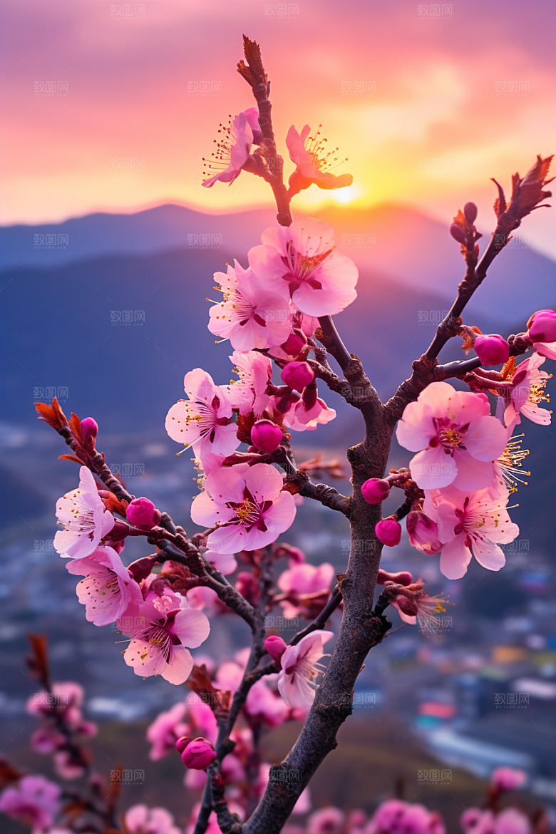 春季桃花美丽桃园摄影图