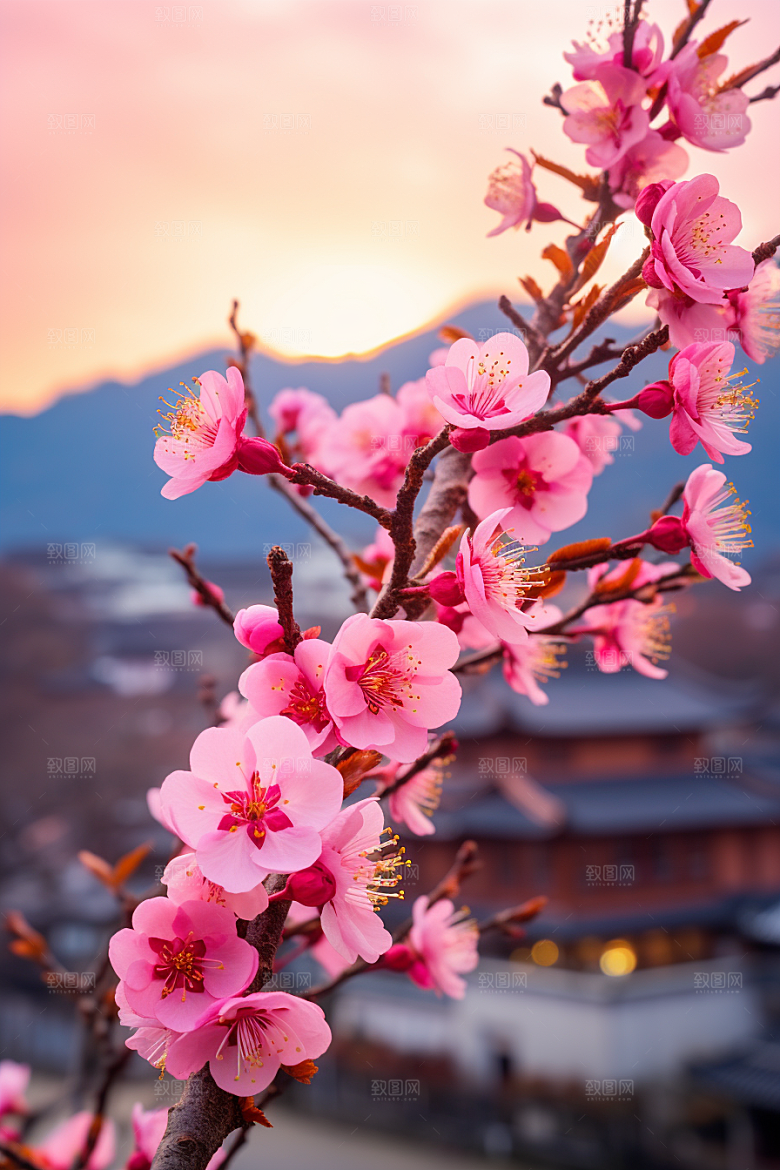 春季桃花桃花林山花烂漫摄影图