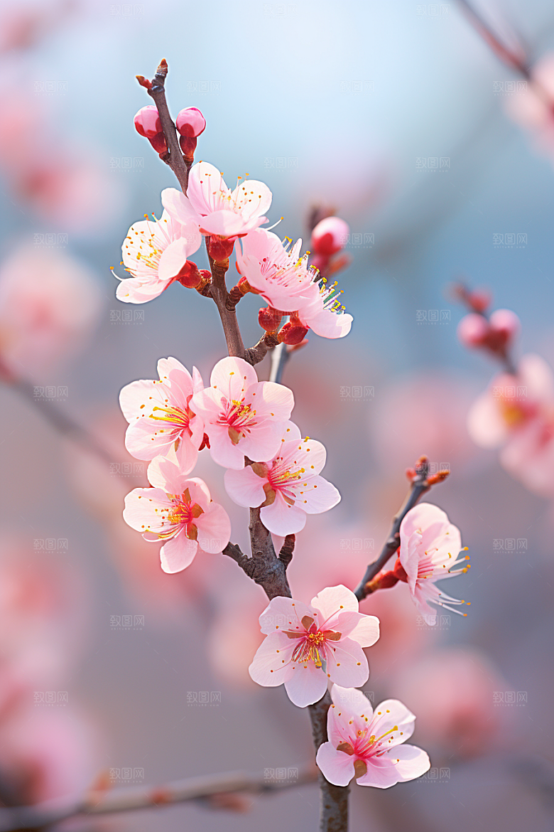 春季桃花高清风光摄影图