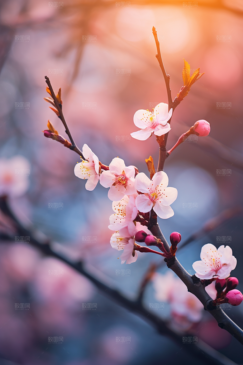 春季桃花风光高清摄影图