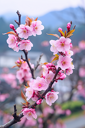 春季桃花桃园风景摄影图