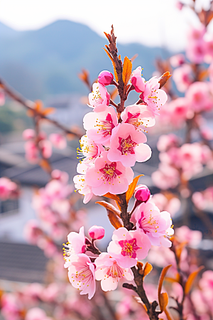 春季桃花山花烂漫美丽摄影图