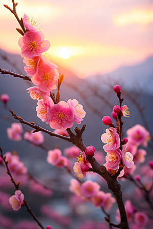 春季桃花桃园花卉摄影图