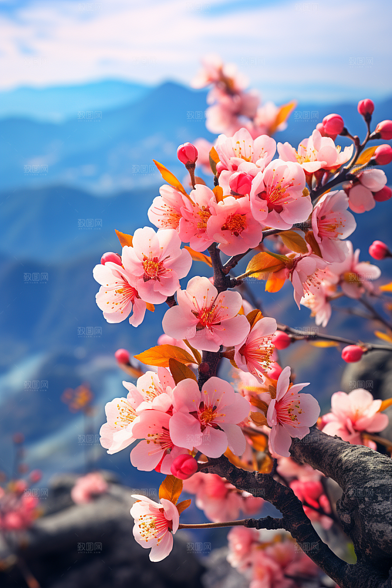 春季桃花高清桃园摄影图