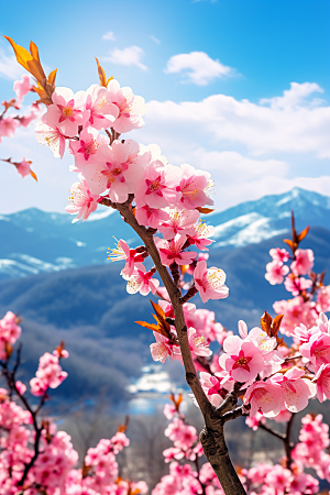 春季桃花风光花朵摄影图