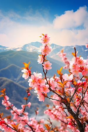 春季桃花春天风景摄影图