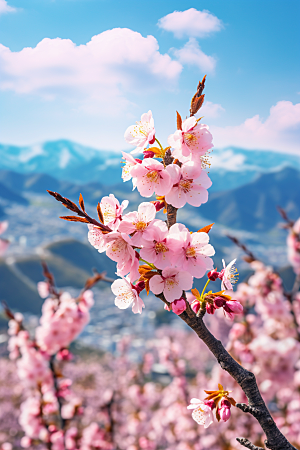春季桃花花朵风景摄影图
