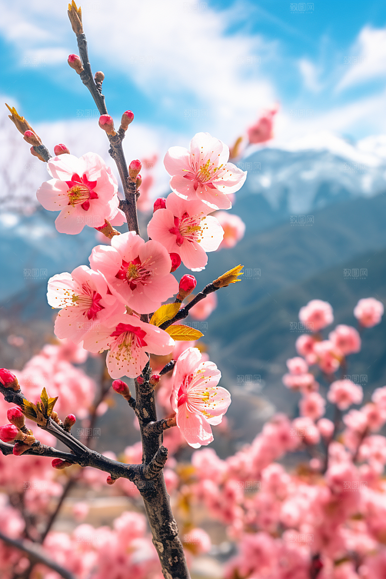 春季桃花山花烂漫风光摄影图