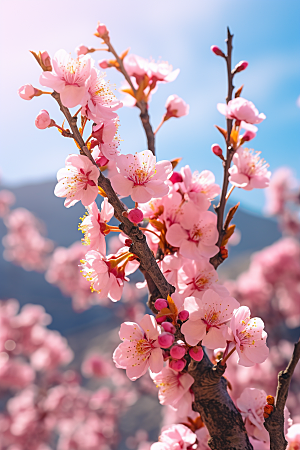 春季桃花风景美丽摄影图