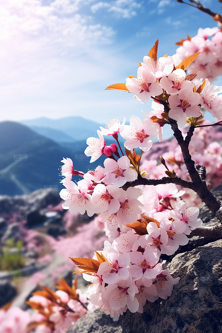 春季桃花美丽桃花林摄影图
