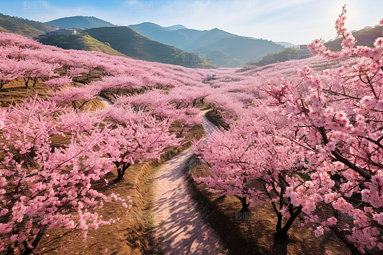 春季桃花风光花卉摄影图