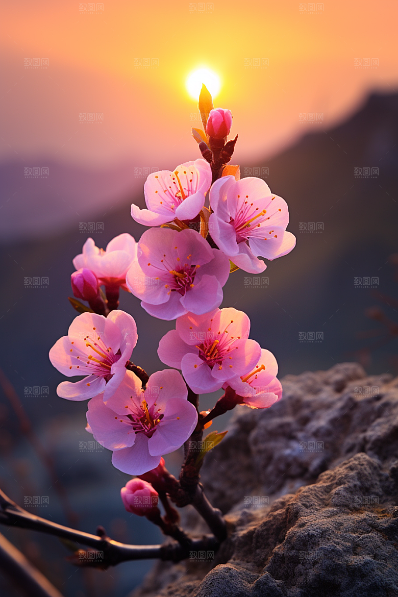 春季桃花风景高清摄影图