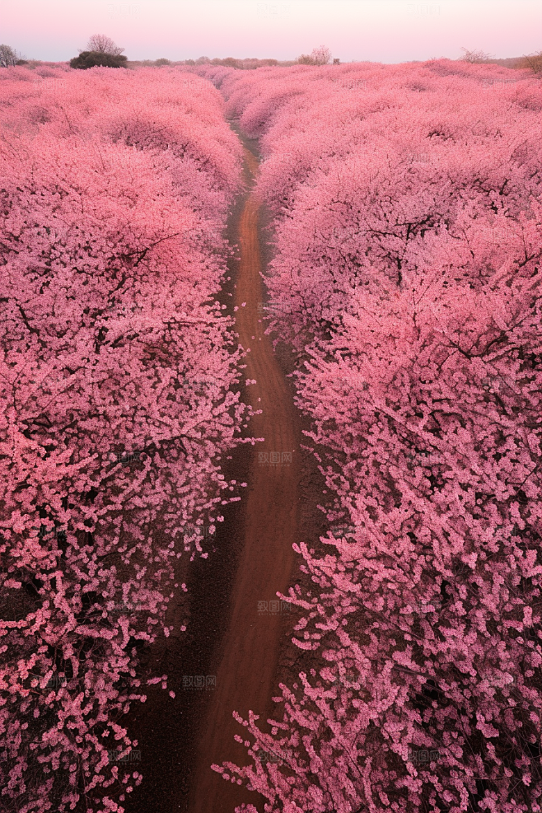 春季桃花花卉花朵摄影图