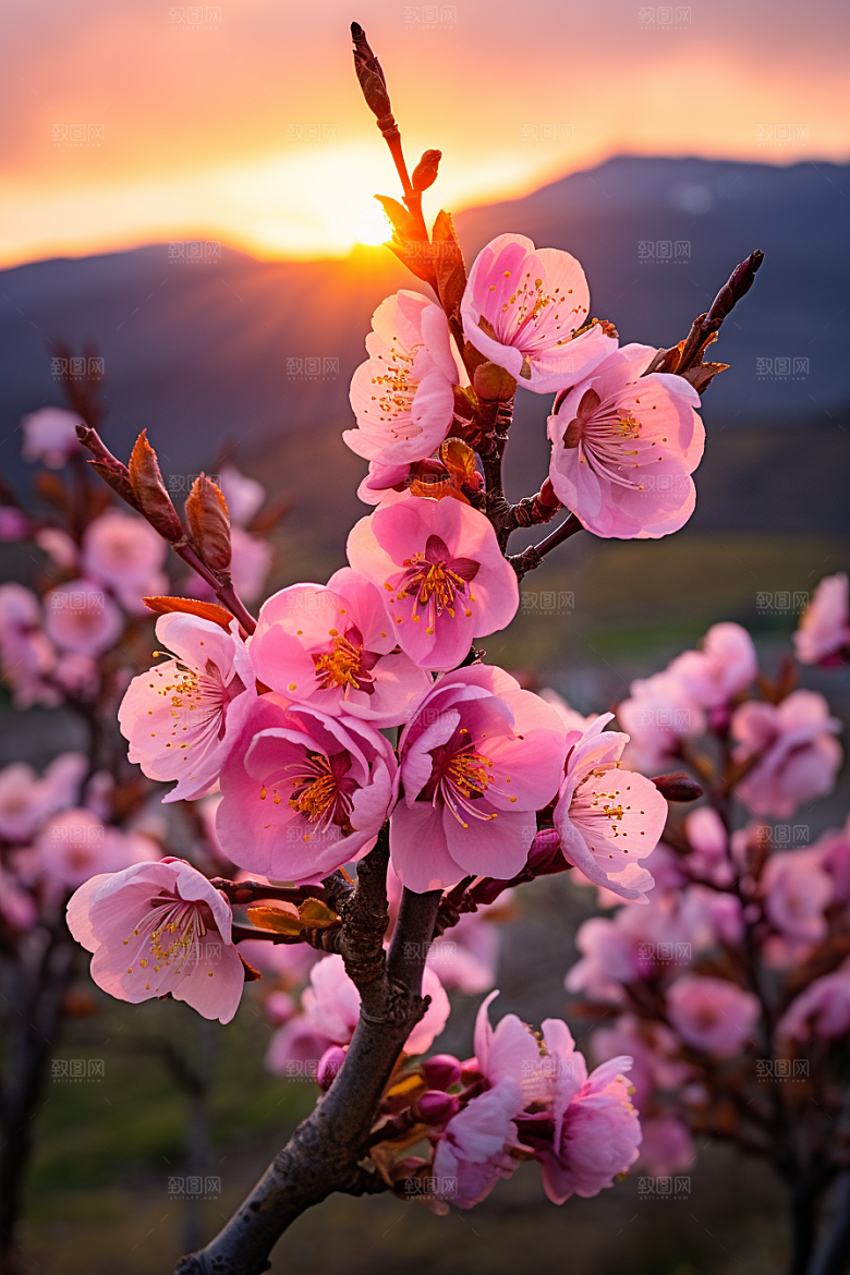 春季桃花美丽山花烂漫摄影图