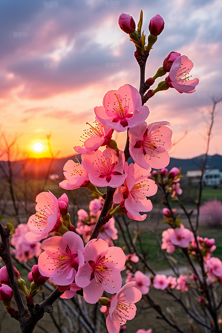 春季桃花山花烂漫高清摄影图