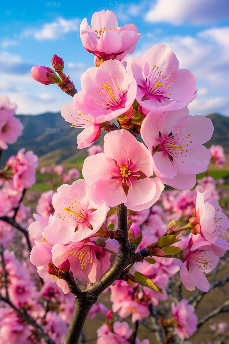 春季桃花春天花朵摄影图