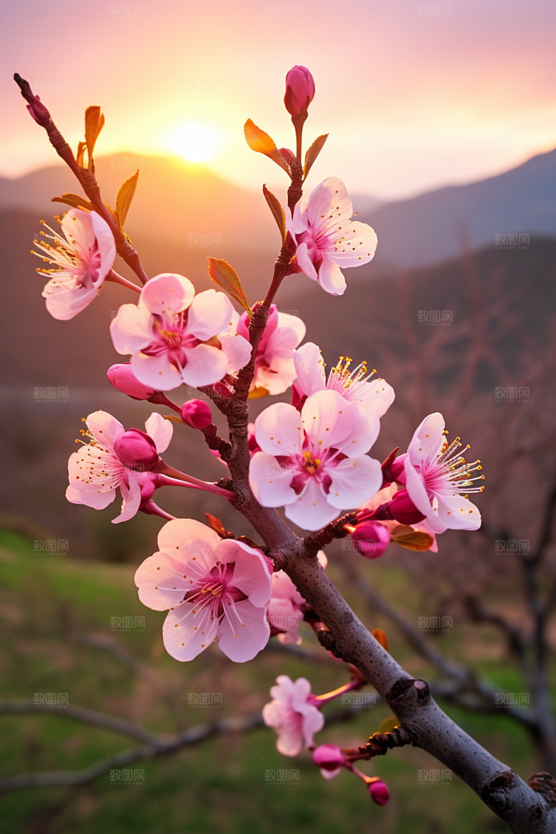 春季桃花高清风景摄影图