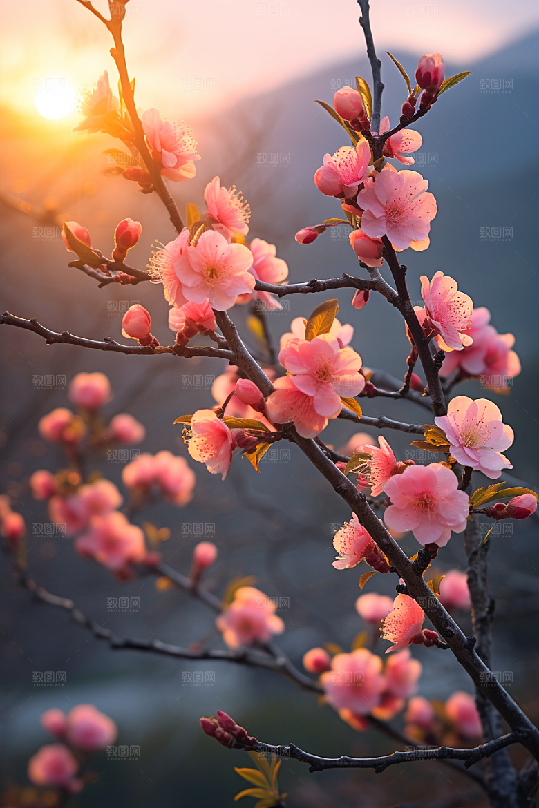 春季桃花风光春天摄影图