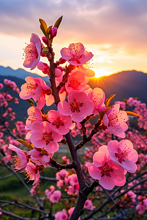 春季桃花高清花朵摄影图