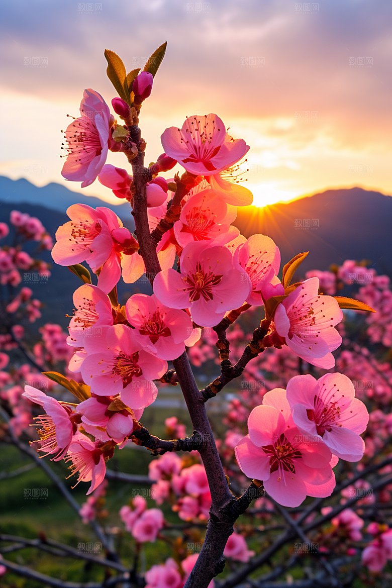 春季桃花高清花朵摄影图
