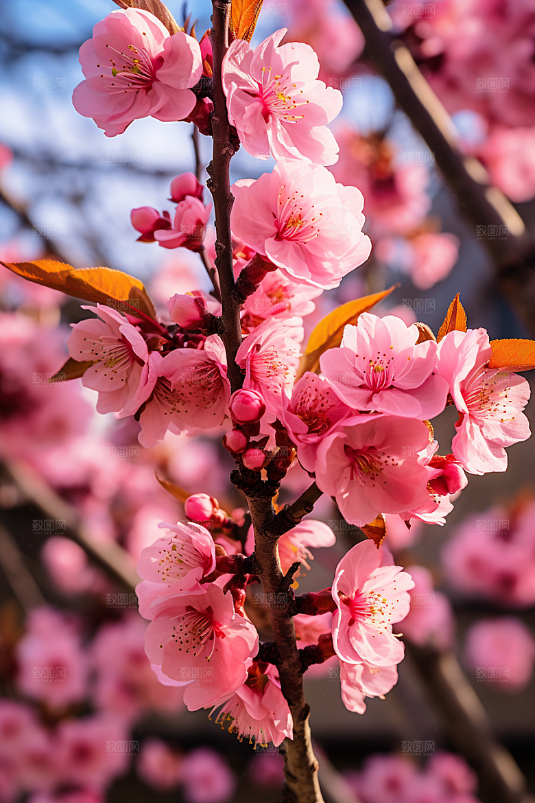 春季桃花桃花林风光摄影图