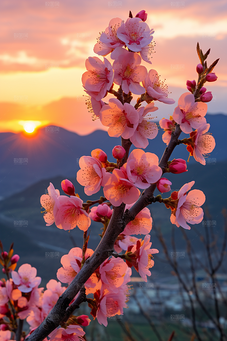 春季桃花花朵美丽摄影图