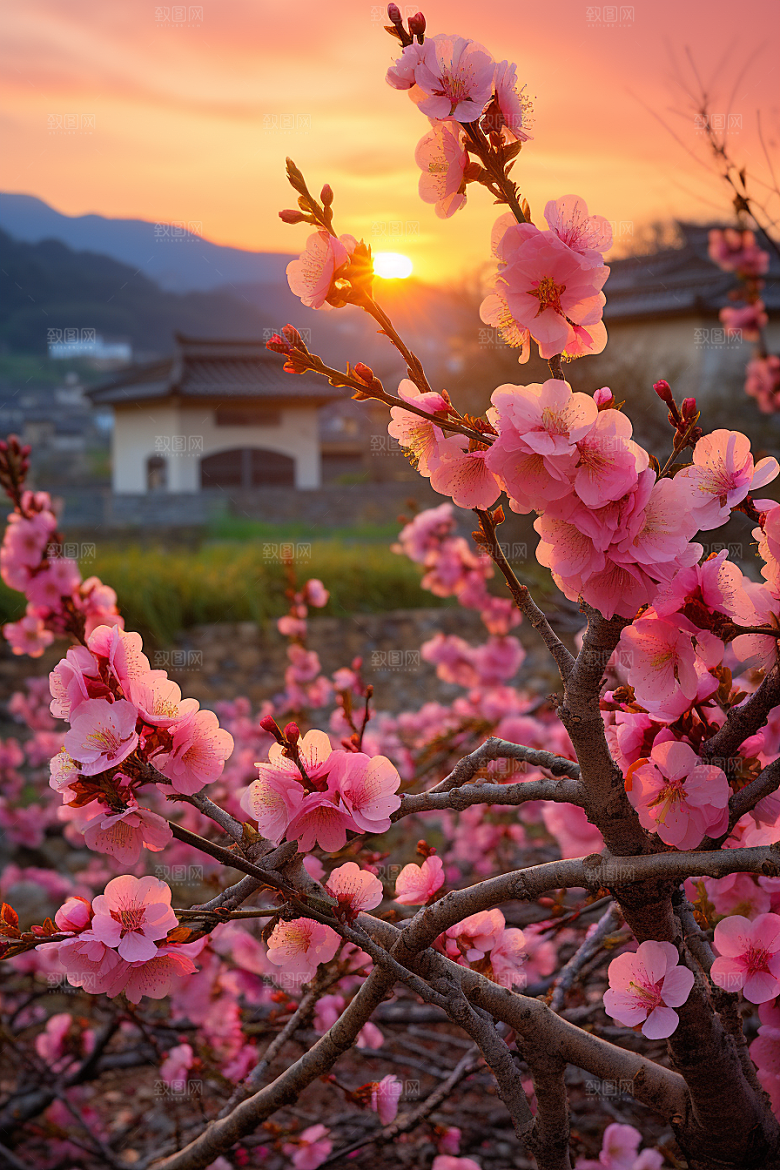 春季桃花春天风景摄影图