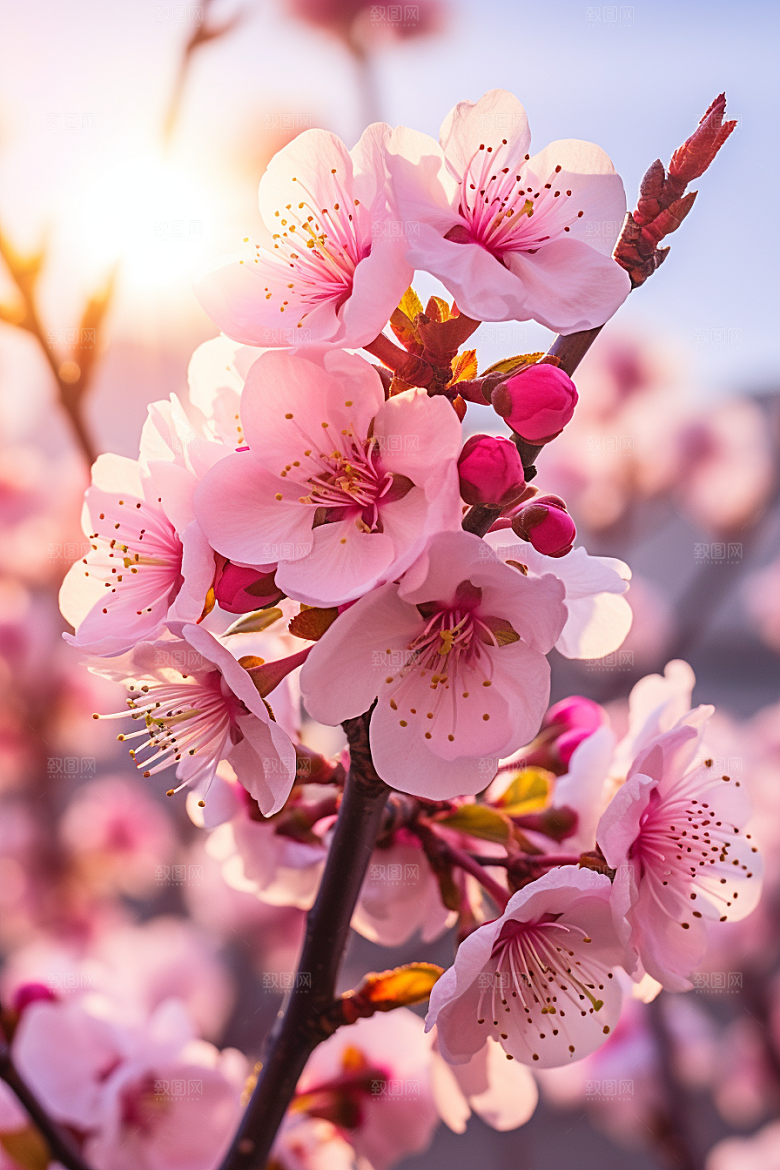 春季桃花高清春天摄影图