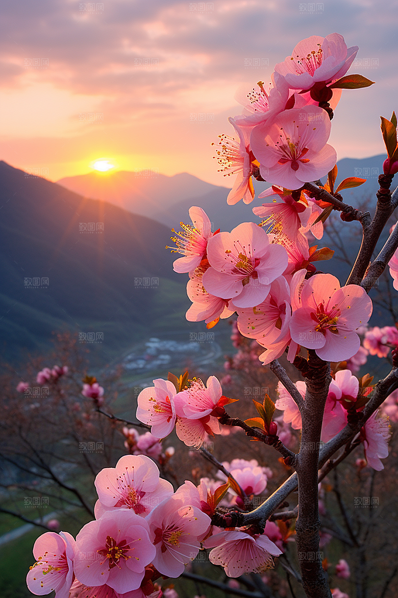 春季桃花桃园花朵摄影图
