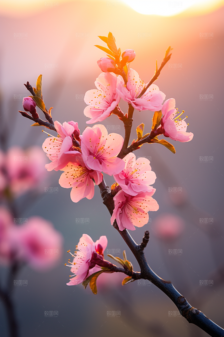 春季桃花山花烂漫花卉摄影图
