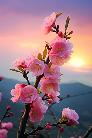 春季桃花花朵美丽摄影图